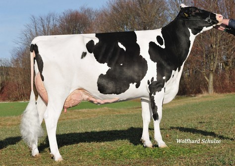 ZT Elaine VG-86