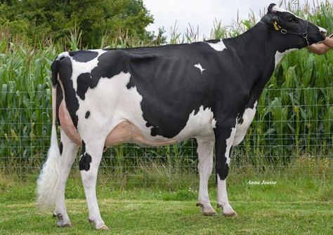 Zwanebloem Bourbon Ruslana VG-86