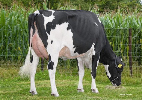 Zwanebloem Bourbon Ruslana VG-86