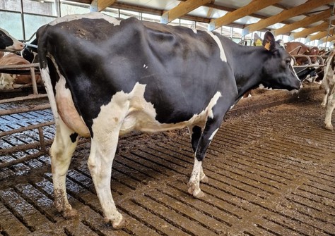 Zwanebloem Charl Rozelle 2 snap VG-86