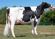 EHL JS Ronja P RDC VG-85 EHL JS Ronja P RDC VG-85