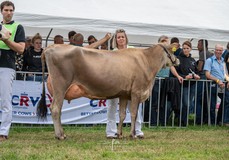 Janneke