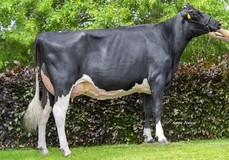 3STAR Cimona RDC VG-88