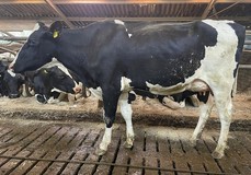 3STAR HWH Biba P RDC