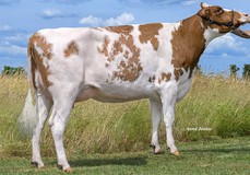 3STAR Kanucy Red
