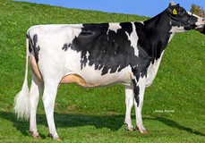 3STAR OH Maiball GP-84