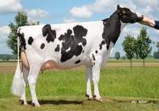 3STAR OH Mariska RDC GP-82