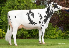 3STAR RT Patsy RDC GP-84