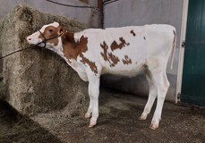 3STAR SIE Sotia P Red
