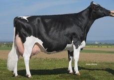 Sandy-Valley Fred Daggi VG-85 Sandy-Valley Fred Daggi VG-85