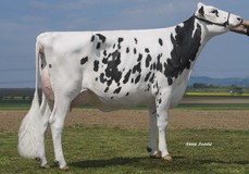 HLB Binale VG-88 HLB Binale VG-88
