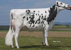 HLB Binale VG-88