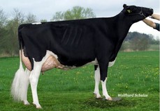 Kerndtway Goldwyn Ranya EX-90