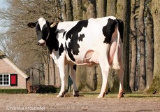 Aalshorst Geertje 103 RDC VG-86