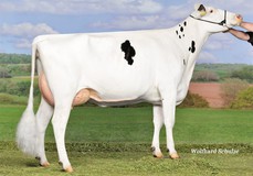 Aida RDC VG-86