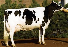 Aitkenbrae Starbuck Ada EX-94