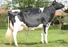 PH Akazie EX-90