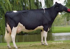 Alanvale Inspiration Tina EX-95