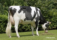 Albus Man Ileandra VG-85
