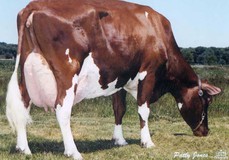 Aldonhill Milestone Brillance VG-88
