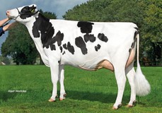 A-L-H Modest VG-85