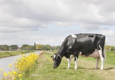 ALH Willie VG-88 ALH Willie VG-88