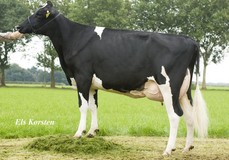 ALH Willie VG-88 ALH Willie VG-88