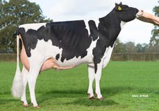 A-L-H-Havanna VG-86