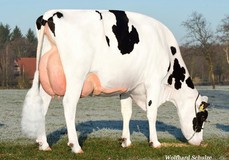 Alicia RDC VG-88 (s. Lobach) 