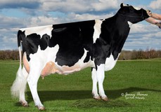 All-In-Tine Debonair Tart EX-92