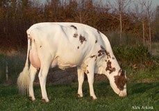 Alumette Red VG-89