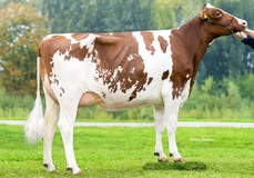 Amazone Red