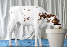 Amber PP Red VG-86