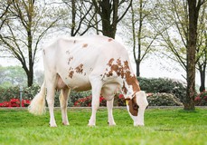 Amber PP Red VG-86