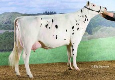 Anderstrup Laudan Camille VG-89