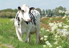 Anderstrup Ramos Camille VG-88 Anderstrup Ramos Camille VG-88