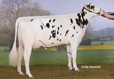 Anderstrup Ramos Camille VG-88 Anderstrup Ramos Camille VG-88
