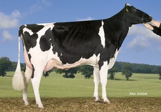 Anderstrup Shottle Heidi VG-89