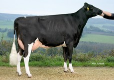 Apina Nadja 4 VG-85