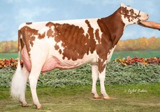 Apple-Pts Cirio Anna-Red EX-91