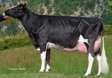 Aquila Jeeves Dorina Aquila Jeeves Dorina