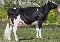 Hindia VG-89, fullsister to Hasia Hindia VG-89, fullsister to Hasia