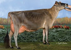 Arethusa Veronicas Dasher EX-95