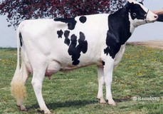 Art-Acres Aerostar Kay K-ET Art-Acres Aerostar Kay K-ET