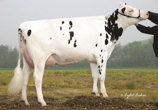 Art-Acres Kay721-ET EX-90