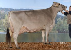 Arve  EX-97