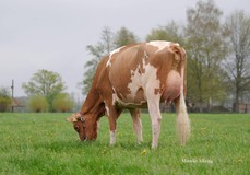 Auchensala Unstopabull Mojito Red VG-87