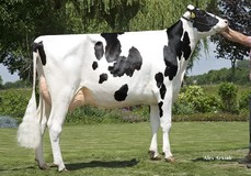 Barnkamper Marilyn 381 VG-88