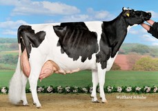 Batke Outside Kora EX-94