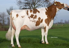 Batouwe Ailisha Salva Red VG-85